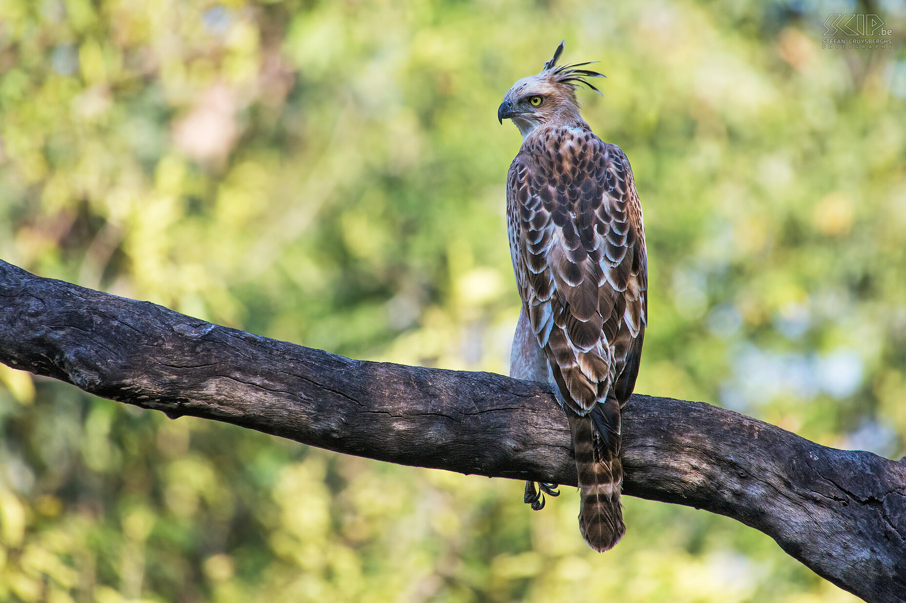 Panna - Kuifhavik  Op onze eerste game-drive spotten we een prachtige kuifhavik (Crested goshawk/Accipiter trivirgatus) Stefan Cruysberghs